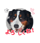 バーニーズ佐助の日常（個別スタンプ：9）