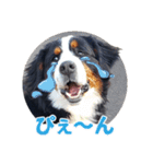 バーニーズ佐助の日常（個別スタンプ：11）