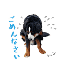 バーニーズ佐助の日常（個別スタンプ：18）