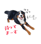 バーニーズ佐助の日常（個別スタンプ：20）