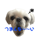 シーズーのチーズ②（個別スタンプ：5）