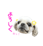 シーズーのチーズ②（個別スタンプ：8）