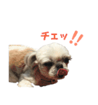 シーズーのチーズ②（個別スタンプ：23）
