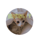 子猫のロベ（個別スタンプ：6）