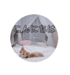 子猫のロベ（個別スタンプ：8）