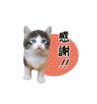 毎日こねこ♪（個別スタンプ：8）