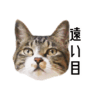 かわいい時々ウザい実写猫（個別スタンプ：1）