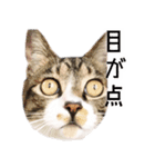 かわいい時々ウザい実写猫（個別スタンプ：2）