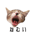 かわいい時々ウザい実写猫（個別スタンプ：3）