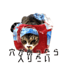 かわいい時々ウザい実写猫（個別スタンプ：4）