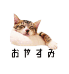 かわいい時々ウザい実写猫（個別スタンプ：5）