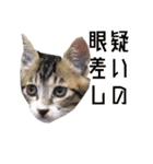 かわいい時々ウザい実写猫（個別スタンプ：6）
