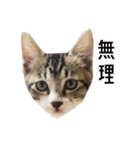 かわいい時々ウザい実写猫（個別スタンプ：7）
