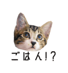 かわいい時々ウザい実写猫（個別スタンプ：8）