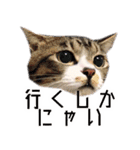かわいい時々ウザい実写猫（個別スタンプ：9）