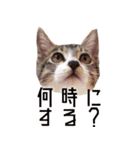 かわいい時々ウザい実写猫（個別スタンプ：10）
