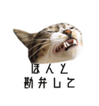 かわいい時々ウザい実写猫（個別スタンプ：11）
