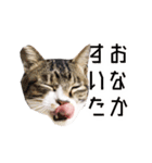 かわいい時々ウザい実写猫（個別スタンプ：12）