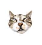 かわいい時々ウザい実写猫（個別スタンプ：13）
