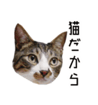 かわいい時々ウザい実写猫（個別スタンプ：15）