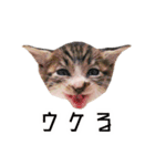 かわいい時々ウザい実写猫（個別スタンプ：16）
