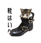 かわいい時々ウザい実写猫（個別スタンプ：17）
