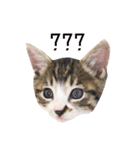 かわいい時々ウザい実写猫（個別スタンプ：18）