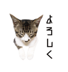 かわいい時々ウザい実写猫（個別スタンプ：19）