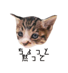 かわいい時々ウザい実写猫（個別スタンプ：20）