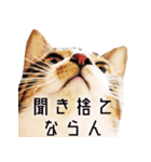 かわいい時々ウザい実写猫（個別スタンプ：21）