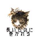 かわいい時々ウザい実写猫（個別スタンプ：22）