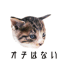 かわいい時々ウザい実写猫（個別スタンプ：23）