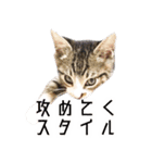 かわいい時々ウザい実写猫（個別スタンプ：24）