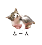 かわいい時々ウザい実写猫（個別スタンプ：25）