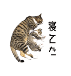 かわいい時々ウザい実写猫（個別スタンプ：26）