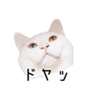 かわいい時々ウザい実写猫（個別スタンプ：27）