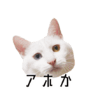 かわいい時々ウザい実写猫（個別スタンプ：28）
