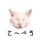 かわいい時々ウザい実写猫（個別スタンプ：29）