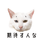 かわいい時々ウザい実写猫（個別スタンプ：30）
