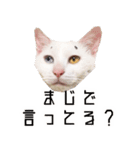 かわいい時々ウザい実写猫（個別スタンプ：31）