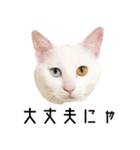 かわいい時々ウザい実写猫（個別スタンプ：32）