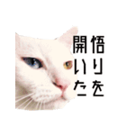 かわいい時々ウザい実写猫（個別スタンプ：33）