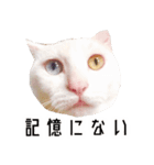 かわいい時々ウザい実写猫（個別スタンプ：34）