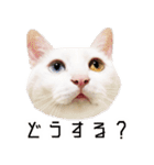 かわいい時々ウザい実写猫（個別スタンプ：35）