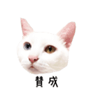 かわいい時々ウザい実写猫（個別スタンプ：36）