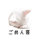 かわいい時々ウザい実写猫（個別スタンプ：37）