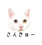 かわいい時々ウザい実写猫（個別スタンプ：38）