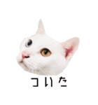 かわいい時々ウザい実写猫（個別スタンプ：39）