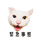 かわいい時々ウザい実写猫（個別スタンプ：40）