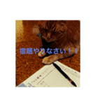 茶トラ猫小梅（個別スタンプ：1）
